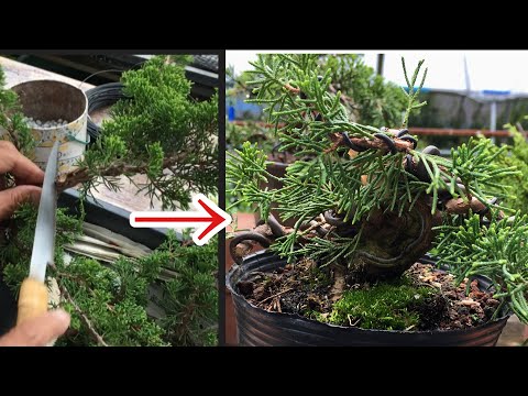 Видео: Черенки 5-й год. Сделайте Джин и Шари бонсай из Синкашива и подгоните его с помощью пилы ・ Форма