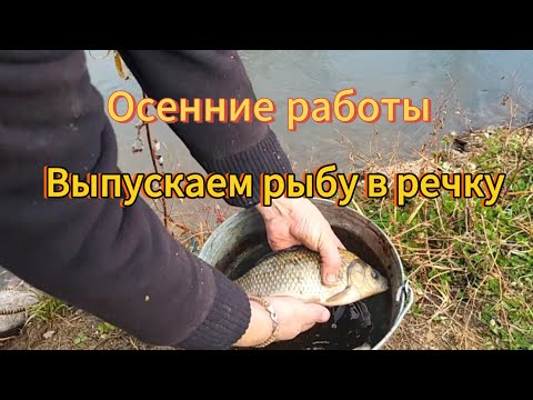 Видео: Завершение дачного сезона. Выкачиваем воду из пруда и отпускаем рыбу на волю 😄 Сентябрь. Бурятия 