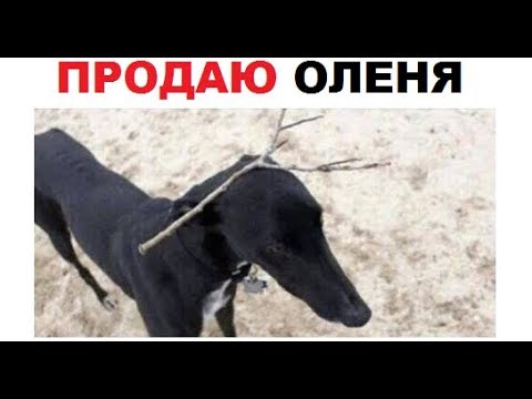 Видео: Лютые приколы. Продаю ОЛЕНЯ аутиста, иногда он гавкает. (удаленные видео)