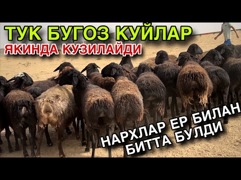 Видео: НАРХЛАР ЕР БИЛАН БИТТА БУЛДИ! 160 БОШ ТУК БУГОЗ КУЙЛАР СОТУВДА! 