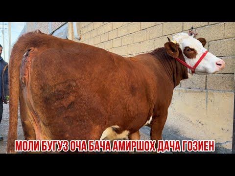 Видео: Оча бача бугуз аз дачаи Гозиен Сементал Чорное пестрие 6 ноября 2025 г.