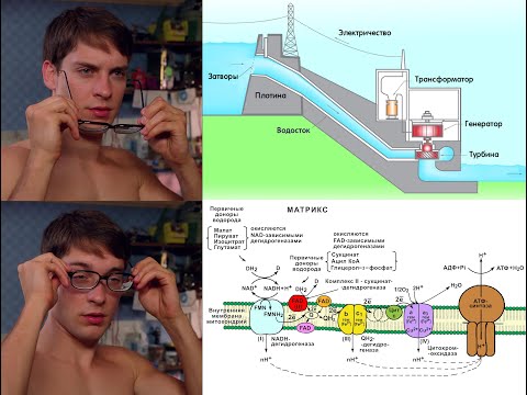 Видео: Цепь переноса электронов/Дыхательная цепь понятным языком