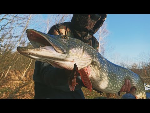 Видео: Приманка яка зробила рибалку! Трофейна щука в кінці листопада. Big pike.