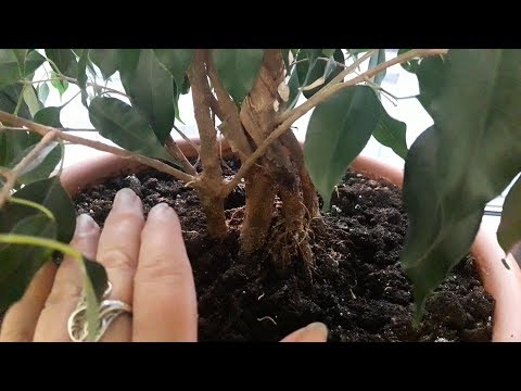 Видео: Сколько черенков ФИКУСА сажать в один горшок.