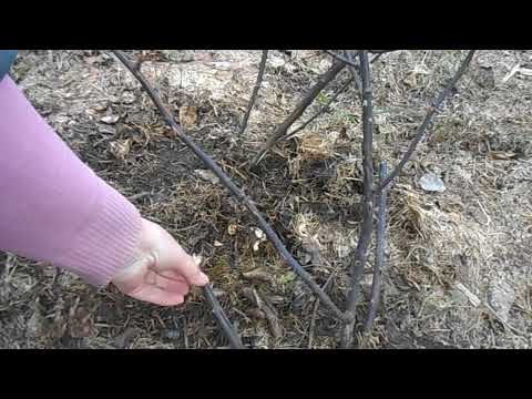 Видео: Чёрные розы после зимы. А так ли это критично?