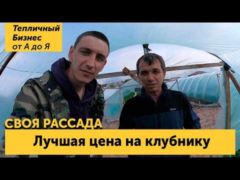 Видео: Как выращивают клубнику на Кубани. Лучшая цена на клубнику. Рассада фриго и урожай!