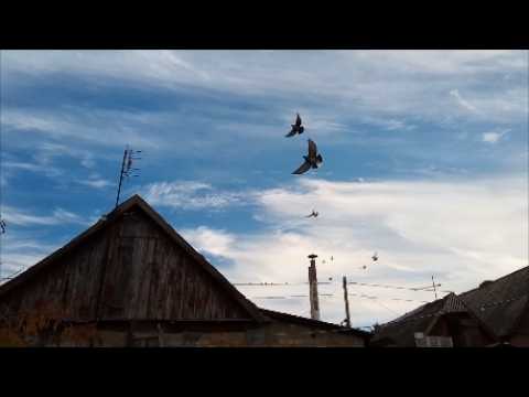 Видео: Голуби. Вот вам и плоды закрытой будки, а у сказочников закрытая в будке птица летает!