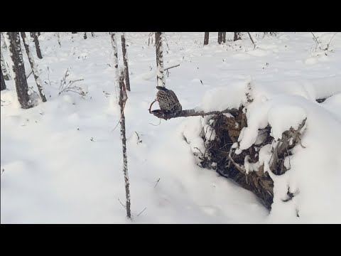 Видео: охота на соболя сезон 24/25 серия 8