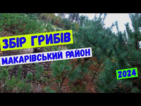 Видео: збір грибів#гриби#ліс#макарів