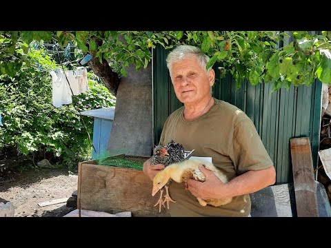 Видео: Выращивание молодняка домашней птицы бюджетный вариант