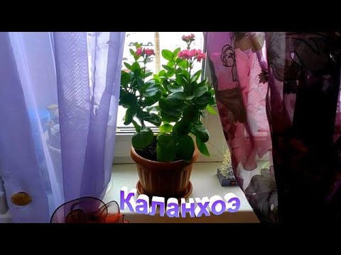 Видео: Каланхоэ Каландива, уход, обрезка, мой опыт повторного цветения в домашних условиях.