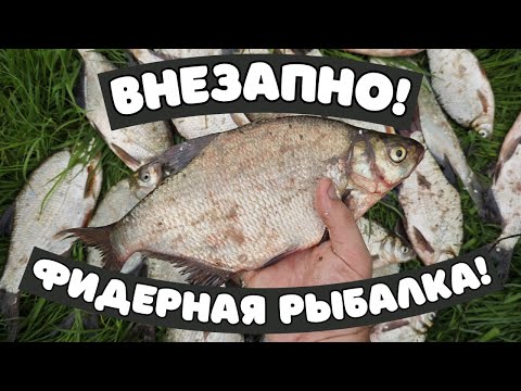 Видео: Реальный улов: мощные поклёвки фидером в деталях