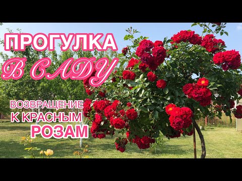 Видео: Прогулка по САДУ 🌹 КРАСНЫЕ РОЗЫ 🌹 5 июля 🌹Пусть меньше, но качественнее 🌹 5 сортов