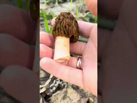 Видео: Выгул новой корзинки 🧺🍄 Сморчки Казани! 29.04.24г.