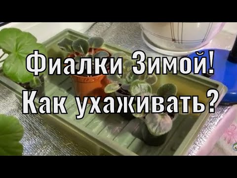 Видео: Фиалки Зимой! Важные правила ухода!