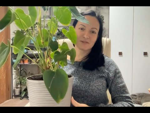 Видео: Антуриум адреанум уценка пересадка 6 растений