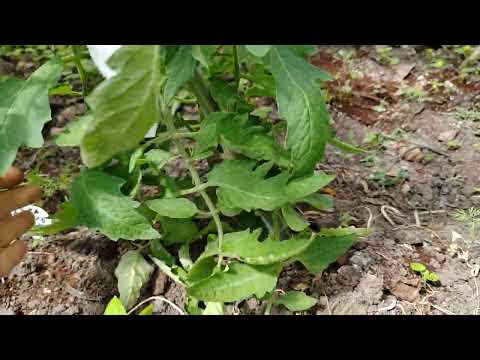 Видео: Краткий обзор теплицы.