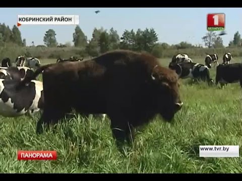 Видео: В Кобринском районе зубр прибился к стаду коров