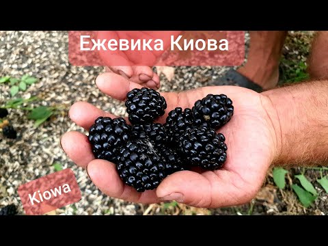 Видео: Один из самых крупных сортов летней ежевики. Ежевика Киова.Kiowa🔥🔥🔥