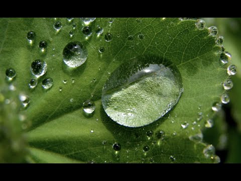 Видео: Теория Селф простыми словами. Лекция Полины Гавердовской