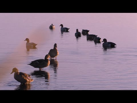 Видео: ОСЕННЯЯ ОХОТА НА УТКУ с подсадными и чучелами!!! Первый выезд  в новый шалаш! Охота на утку 2021...