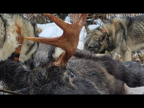 Видео: ОДИН ВЫСТРЕЛ ОДИН ЗВЕРЬ Вспоминаю Тайну