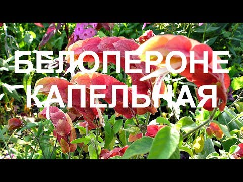 Видео: Белопероне -  красивое комнатное растение