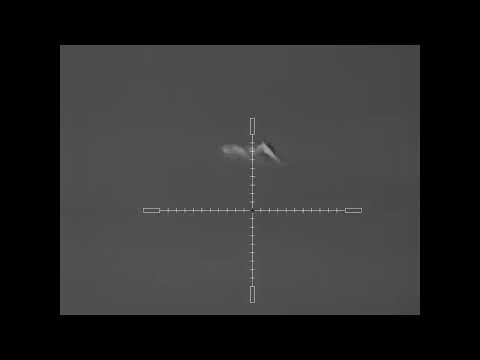 Видео: Шакалы окружили охотника. Девять шакалов и лисица добыты за одну охотничью ночь.