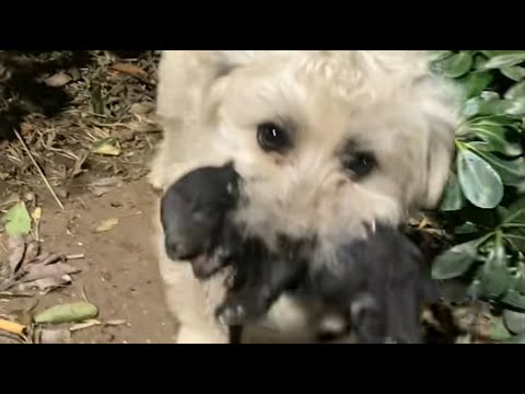 Видео: Семья брошенных собак воссоединилась – трогательный момент! 🥹🐕
