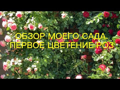 Видео: Приглашаю в мой сад. Первое цветение роз.🌹🌹🌹