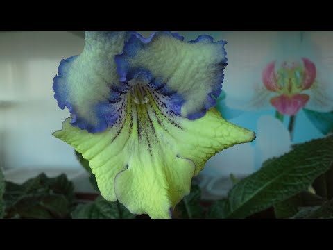 Видео: Семена стрептокарпусов