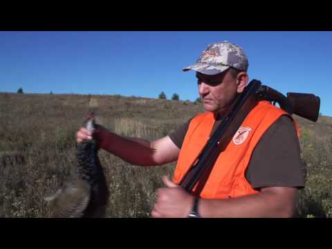 Видео: Trofeinaya Ohota | ФАЗАН | ОХОТА НА ФАЗАНА | ТРОФЕЙНАЯ ОХОТА НА ФАЗАНА | КАК ОХОТИТЬСЯ НА ФАЗАНА