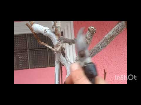 Видео: Обрезка киви, 5 лет растению, 2025г