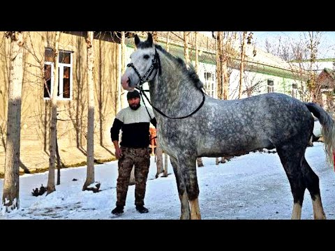 Видео: БОЙСУН ЛАКАБЛИ ОТ СОТИЛАДИ..BOYSUN LAQABLI OT 4 YOSH.#Otnarhlari