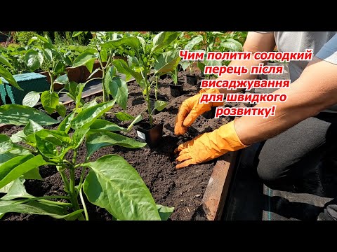 Видео: Саджаємо розсаду солодкого перцю у відкритий грунт на грядку.