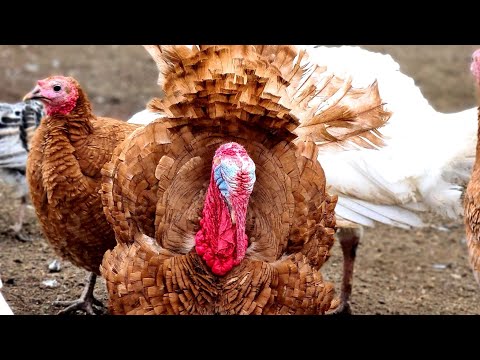 Видео: Породы индюков и их отличия//Все индюки нашего хозяйства