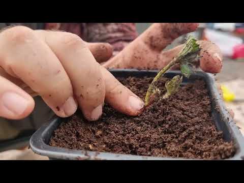 Видео: Как посадить фриго и ОКС и не допустить критических ошибок, которых могут лишить вам урожая.