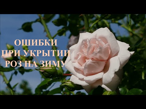 Видео: Ошибки при укрытии роз на зиму. Питомник 🌹 и 🌲 Е. Иващенко