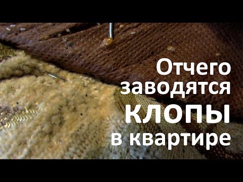 Видео: Отчего заводятся клопы в квартире