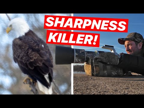 Видео: Невидимая угроза, портящая ваши фотографии дикой природы — исправьте это сейчас!