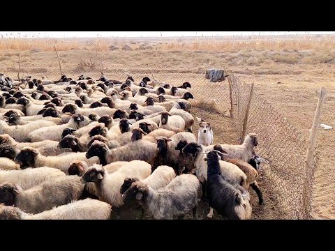 Видео: в песках Каракума отарные собаки - Aboriginal Dogs Alabai Turkmenistan!