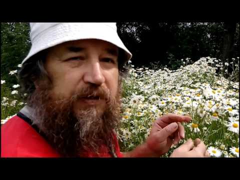 Видео: Ромашка аптечная -  как узнать и быстро собрать