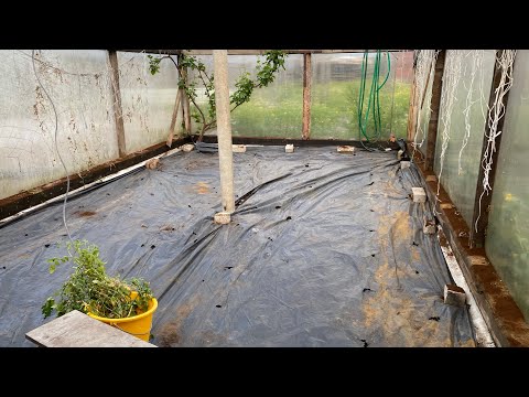 Видео: Посадка  Помидоров в Парник!👍😊