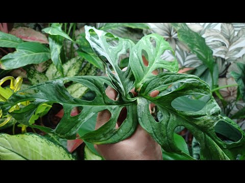 Видео: Комнатные растения🪴 Хорошее настроение😁❤️