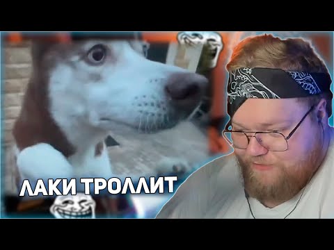 Видео: КАК ЛАКИ ТРОЛЛИЛА МАЗЕЛОВА