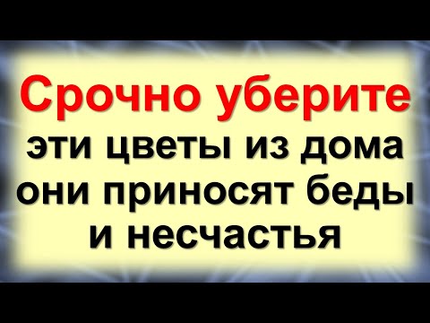 Видео: Навсегда уберите эти цветы из дома - они приносят беды и несчастья. Эти растения нельзя держать