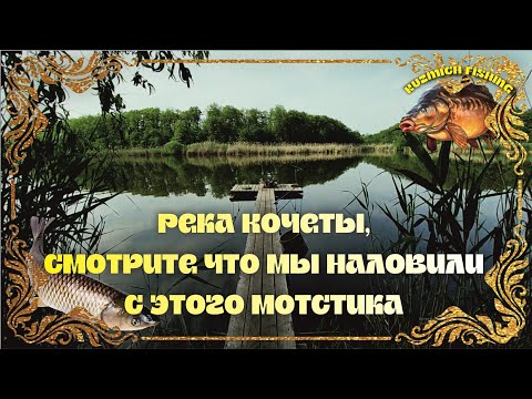 Видео: Река Кочеты, смотрите, что мы наловили с этого мостика