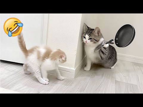 Видео: Засмеялся — проиграл 😅 Лучшие смешные видео с кошками и собаками 😹🐶 Часть 2