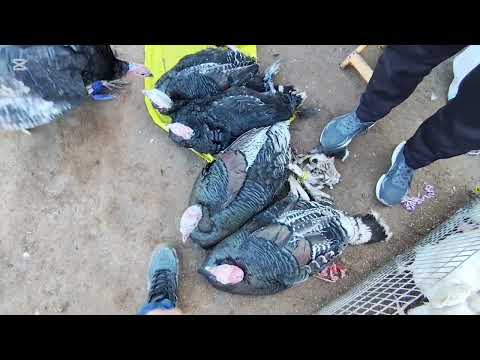 Видео: 29 ОКТЯБР 2025 ЖЫЛ КАРАОЗЕК ТАУЫК БАЗАР