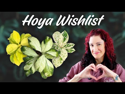 Видео: Мне нужны эти великолепные хойи в моей жизни | Топ-10 желаний хойи